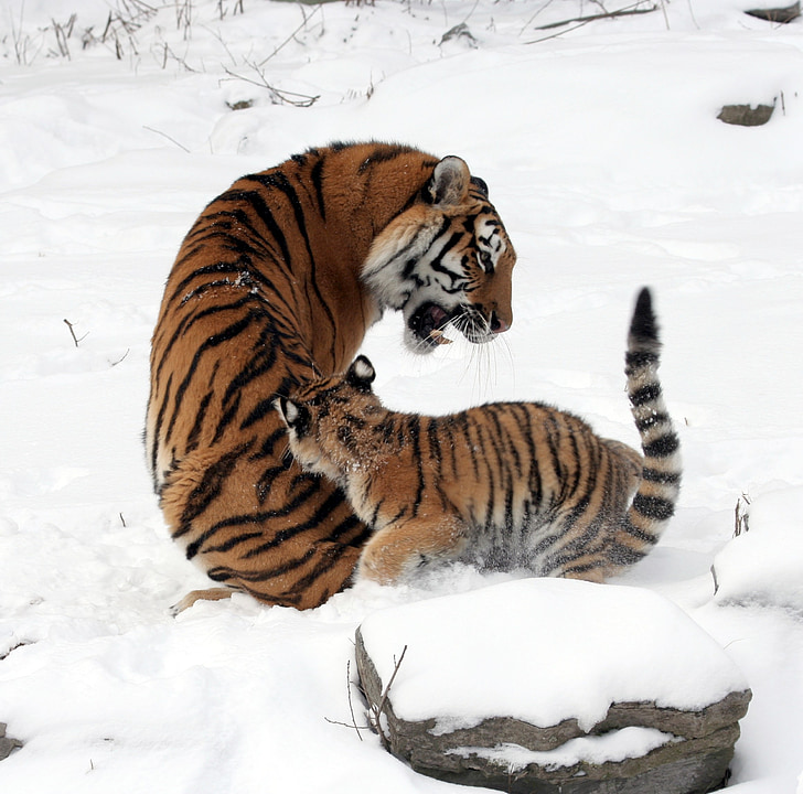 tiger with cub on snow