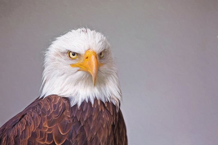 closeup photo of Eagle