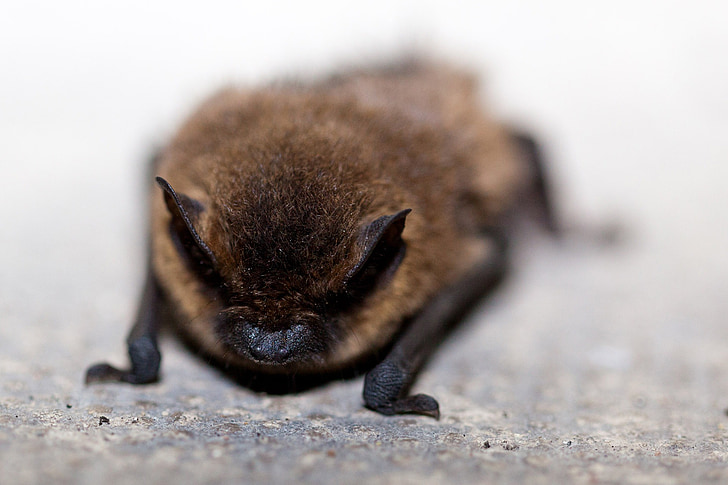 selective focus photograph of bat