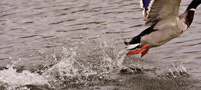 Canada goose flies from water
