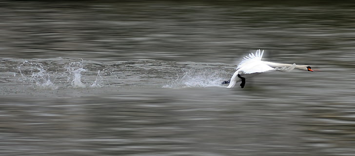 mute swan taking off during daytime