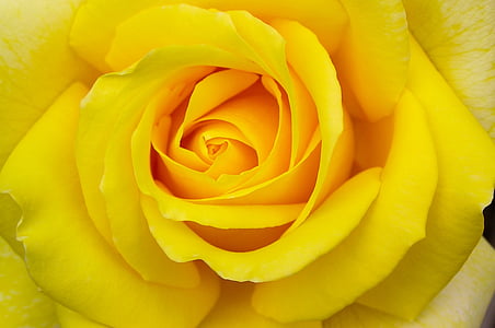 macro photography of yellow rose flower