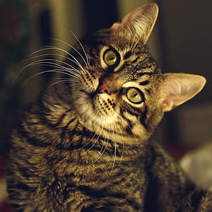 brown tabby cat closeup photo