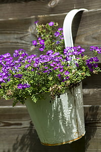 purple petaled flowers on bucket hang on wall