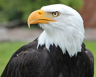 bald eagle in shallow focus photography