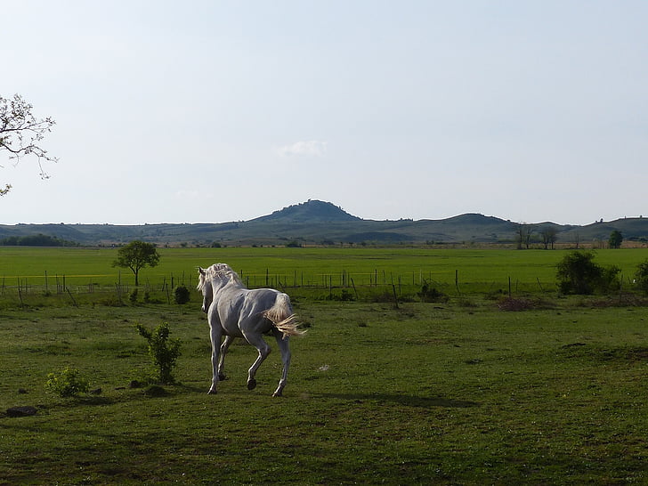 white horse on green grass under white and blue sky during daytime