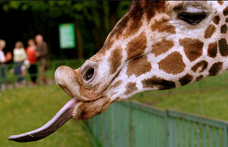 closeup photography of giraffe