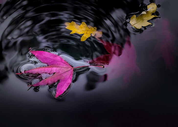 purple and yellow leaves on body of water