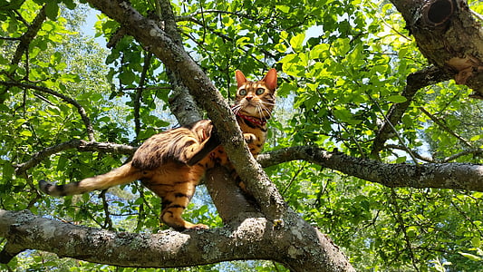 bengal cat on tree branch during daytime