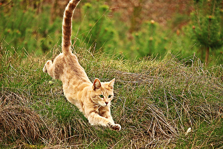 orange cat jumped from green grass