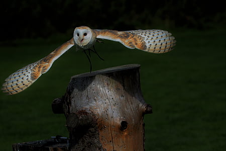 photography of brown and white owl on wood slab