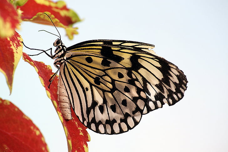 paper kite butterfly on red leaf