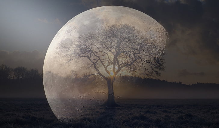 optical illusion photo of tree and moon