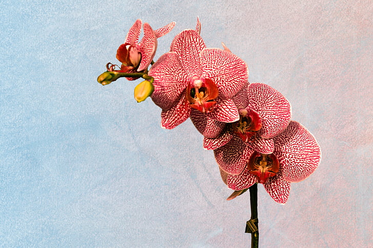 red moth orchid