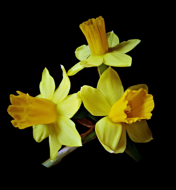 yellow spring flower backgrounds