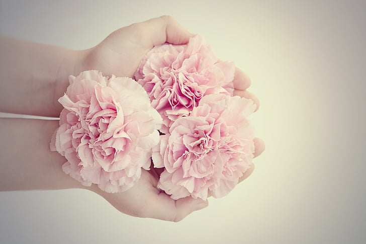 Royalty-Free photo: Person holding pink petaled flower | PickPik