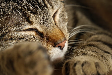 sleeping brown tabby cat close up photo