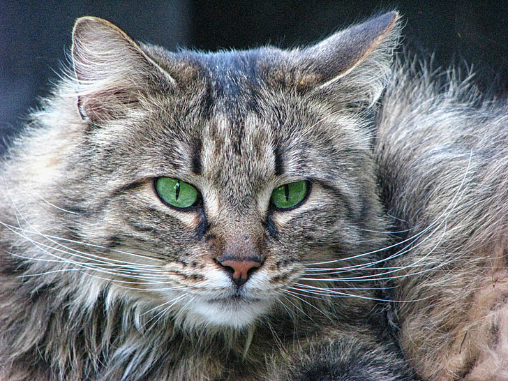 closeup photo of short-fur gray and black cat