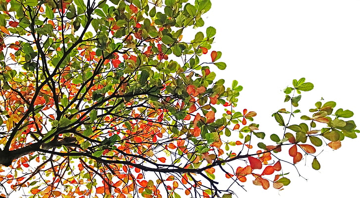 low-angle photography of green and orange leaf tree