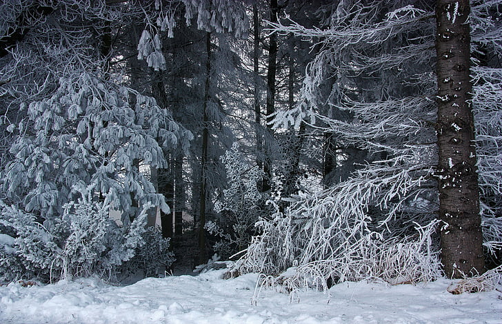 landscape photography of snow-covered trees
