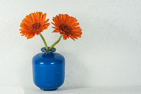 two orange petal flower on blue vase near white wall