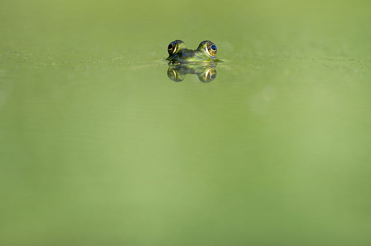 focus photo of green frog