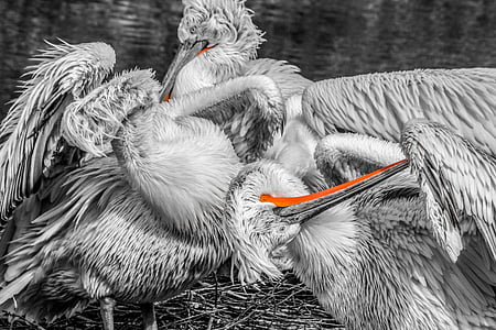 selective color photography of herons