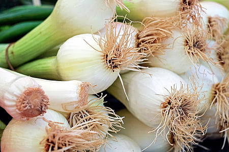 macro shot of spring onions