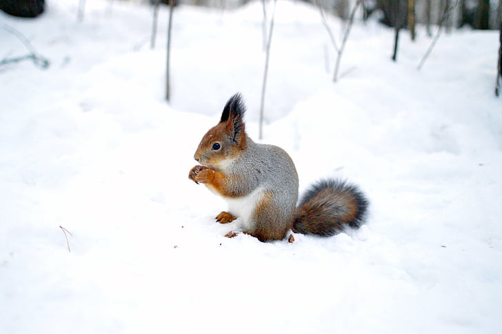 grey squirrel on snow while eating