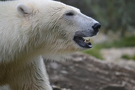 polar bear howling at daytime