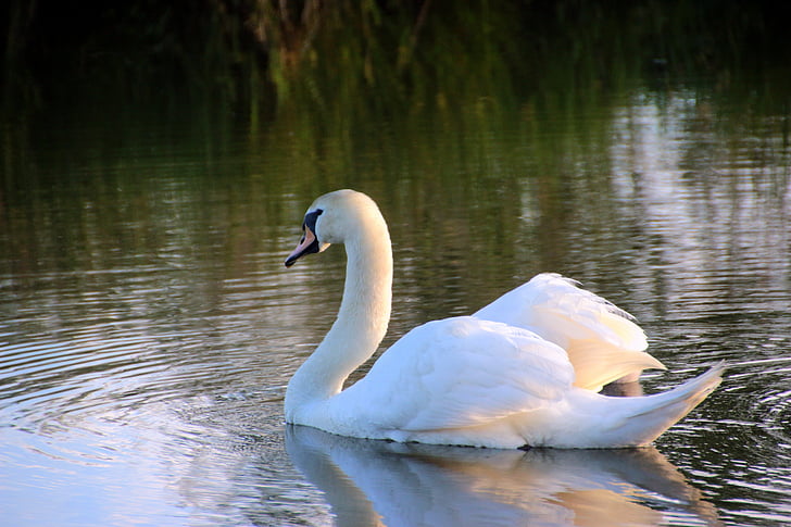 white swan on river