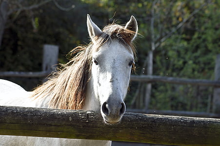 white horse near brown wooden fence