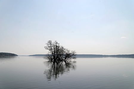 tree at the middle of body of water