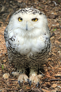 focused photo of white and black owl