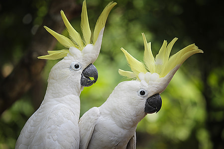 two white parrots