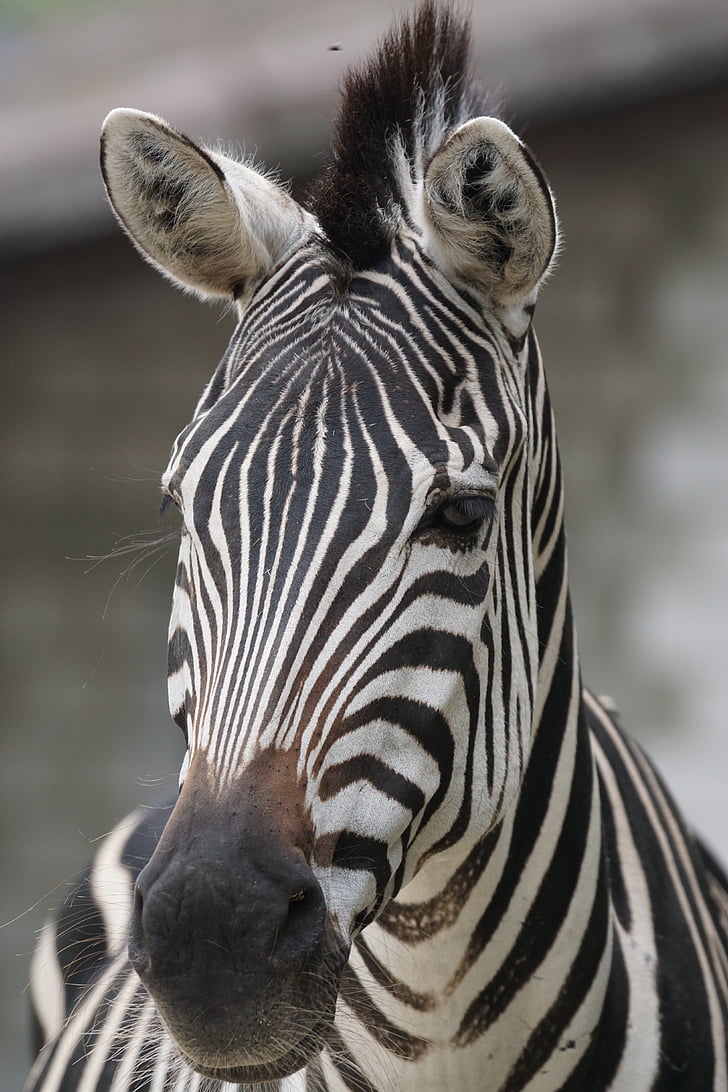 close photography of zebra