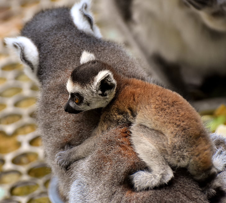 lemur and baby lemur on back