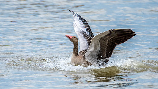 gray duck on body of water