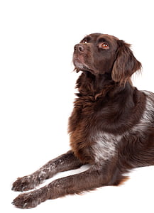 brown and white German long-haired pointer with white background