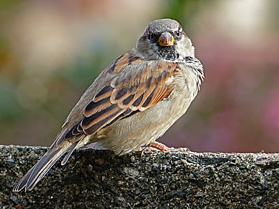 brown sparrow perched on concrete pavement