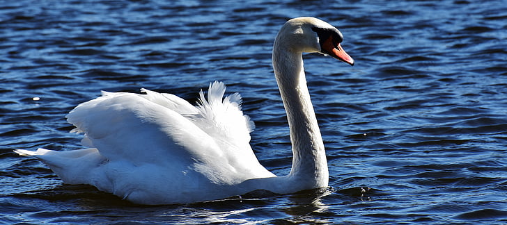 shallow photography of white goose