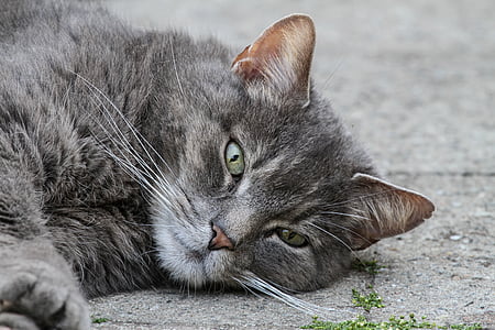 gray cat lying on street