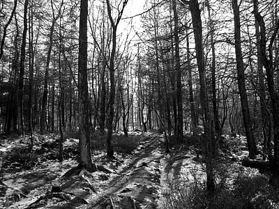 grayscale photography of forest at daytime