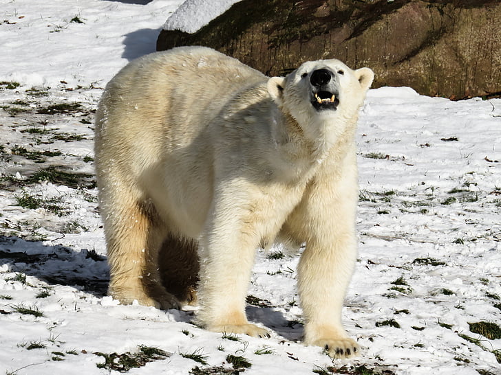 white polar bear on snowfield