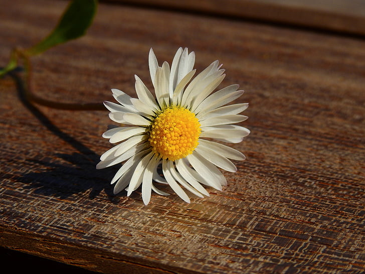 white daisy flower on brown wooden board