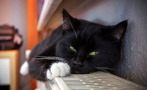 black cat laying on shelf
