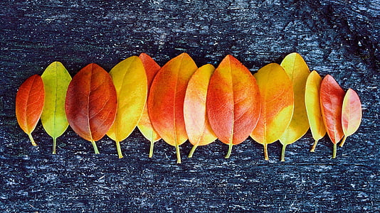 assorted yellow and brown leaves
