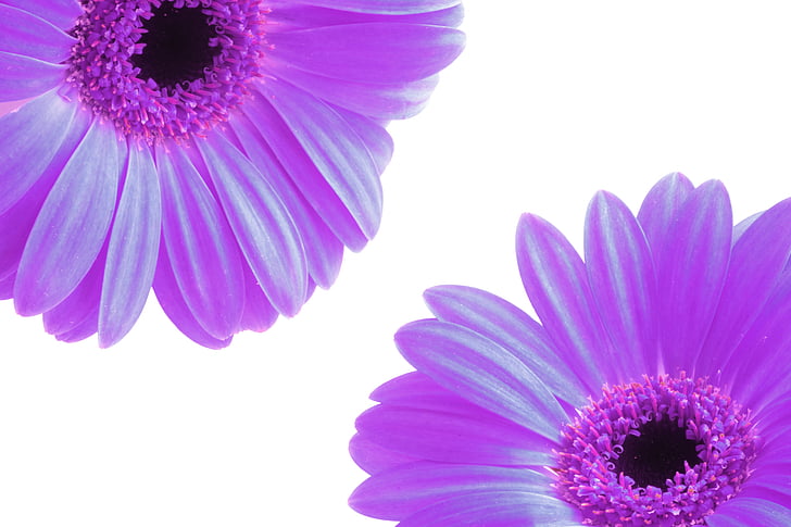 close photo of two daisy flowers