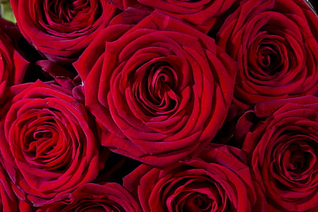 red roses photography