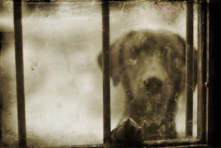 black dog outside glass window